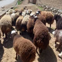 گوسفند زنده کشتاری بره و کاوه میش وشیشک بز و تی بز