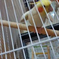 طوطی عروس هلندی لوتینو نر|پرنده|اردبیل, |دیوار