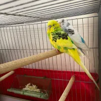 مرغ عشق جفت با جوجه ۸ماهه رام|پرنده|پردیس, فاز ۱|دیوار