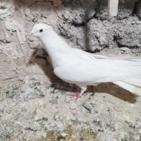 کفتر سفید کاکلی