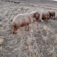 قوچ|حیوانات مزرعه|هلیلان, |دیوار