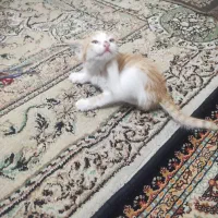 بچه گوربه