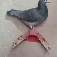 پلاکی مسافتی|پرنده|پیر بکران, |دیوار