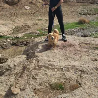 سگ نژادپاکوتا|سگ|اراک, |دیوار