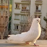 کفتر یا کبوتر نوک قنار سفید نر