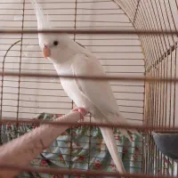 عروس هلندی بالغ|پرنده|نسیمشهر, |دیوار