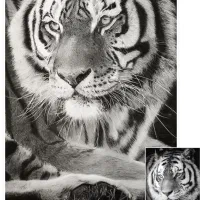 طراحی چهره سیاه قلم و مدادرنگی|تابلو، نقاشی، عکس|مرودشت, ابوذر جنوبی|دیوار