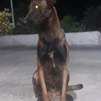 سگ‌ مالینویز