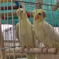 عروس هلندی لوتینو چشم شرابی
