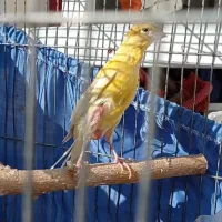 ماده قناری پس بالا بلند و کشیده