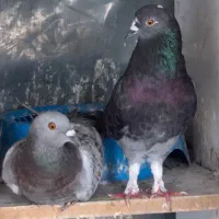 کبوتر جفت شده