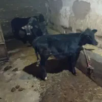 ماده گوشت|حیوانات مزرعه|خواجه, |دیوار