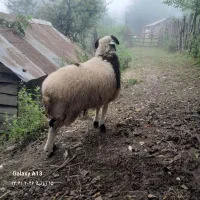 بره نر