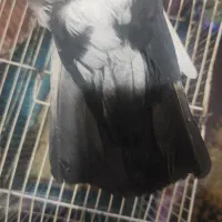 کفتر|پرنده|کرمان, |دیوار