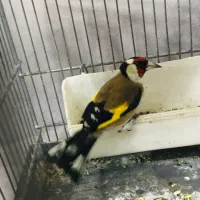 جوجه سهره رسمی پایزه|پرنده|پاکدشت, پاکدشت (مامازند)|دیوار