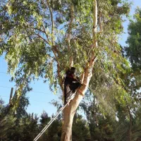 هرس درختاتن خطرناک