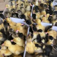 پخش جوجه مرغ خروس عمده