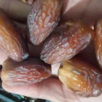 خرما مجول وپیارم|خوردنی و آشامیدنی|فسا, |دیوار