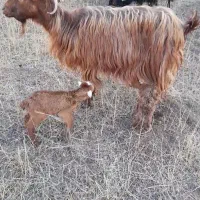 بز و گوسفند