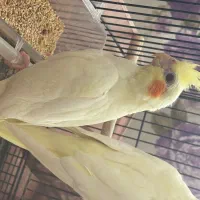 عروش هلندی