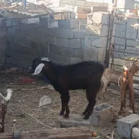 کهره نر و ماده|حیوانات مزرعه|بندرعباس, |دیوار