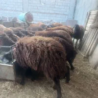 خرید وفروش گاو وگوساله گوسفند نرو و..‌.|حیوانات مزرعه|تبریز, |دیوار