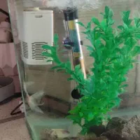 آکواریوم شرکتی|ماهی|همدان, |دیوار