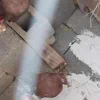 دوعدد شامی صرب|پرنده|بندر گناوه, |دیوار