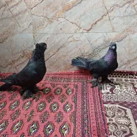کفتر معاوضه با پرنده|پرنده|شادگان, |دیوار
