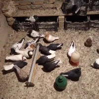 کبوتر یاکفتر