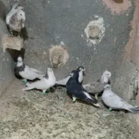 کبوتر گرفتنی