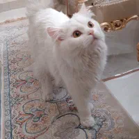 گربه نر  پرشین