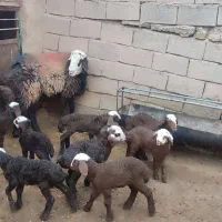 قوچ|حیوانات مزرعه|تربت جام, جامرود|دیوار