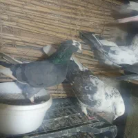 زوردار|پرنده|ایوان, |دیوار