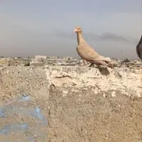 ماده زرد عراقی عتیقه