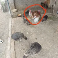 بوقلمون