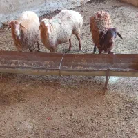 3عدد میش داشتی