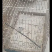 ۲ تا قفس متوسط و بزرگ