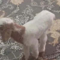 بزغاله یک عدد نر سالم سرحال