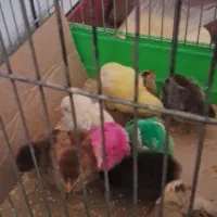 جوجه محلی|حیوانات مزرعه|شوشتر, |دیوار