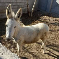 کره الاغ نر سفید|حیوانات مزرعه|درگزین, |دیوار
