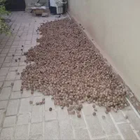 گردو