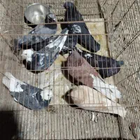 دونه 200 هزار تومن|پرنده|بند زرک, |دیوار