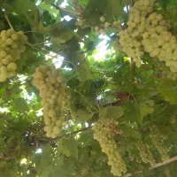 باغ-باغ-شهری-1500متر-شهر-فاروق