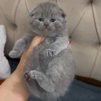 زیباترین گربه‌های خونگی با تربیت عالی|گربه|یزد, |دیوار