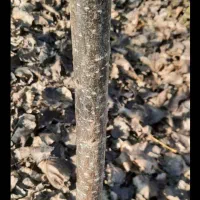 نهال صنوبر|گل و گیاه طبیعی|هادی شهر, |دیوار