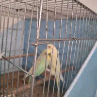 مرغ عشق هلندی رنگین کمانی