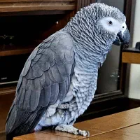 کاسکو دم قرمز