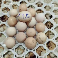 تخم مرغ لاری