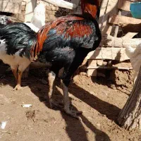 تخم لاری نطفهدار